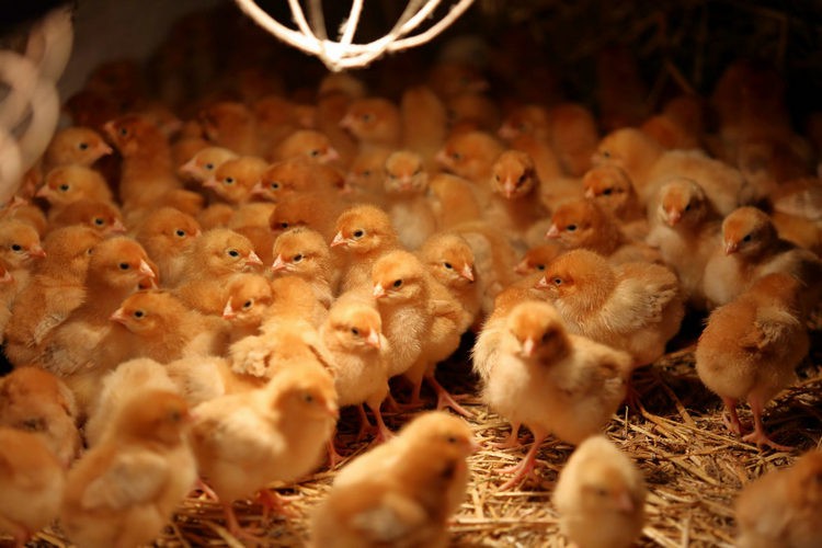best light for egg production best light for egg production