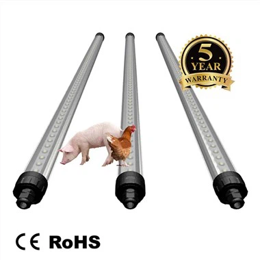 Chicken Light Tubes