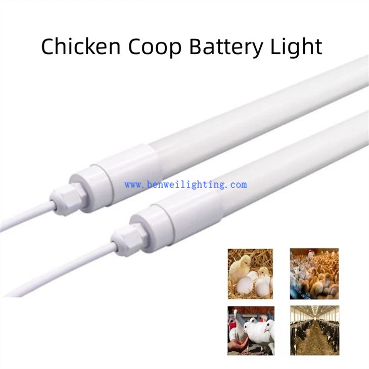 Chicken Light With 0-12V 5400K 12W 8W