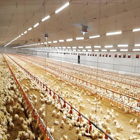 Chicken farm