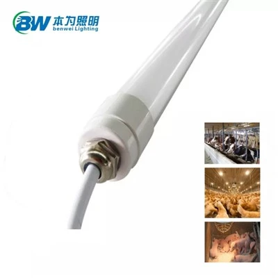 ไฟ LED สำหรับสัตว์ปีก 3000K
